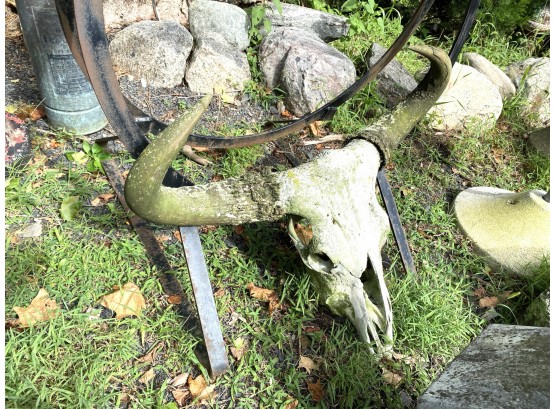 Barn Find ~ Old Weathered Bull Skull With Large Set Of Horns