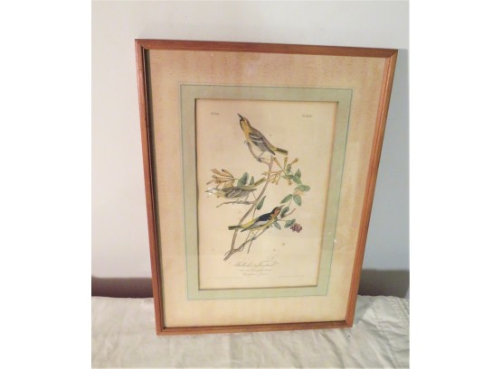 Original 1840 Audubon Birds Of America No 16 Bullock's Tropical Framed Print