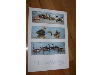 Lot Of 10 Linda Allen Walden Pond Poster Ducks