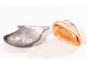 Pair Of Seashell Specimens
