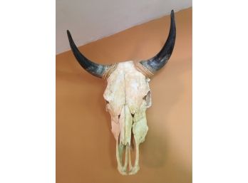 A Bull Skull .