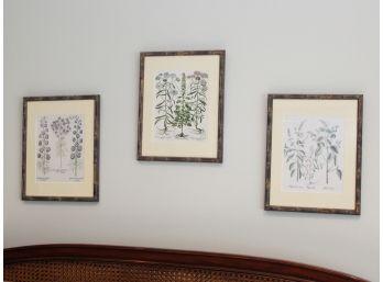 A Trio Of Framed Botanical Prints