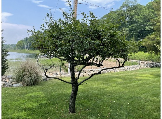 Medium Prunus Tree - 4/5