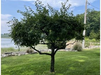 Medium Prunus Tree - 3/5