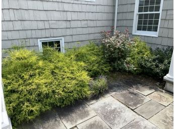 Landscaping - Left Side Of Front Patio