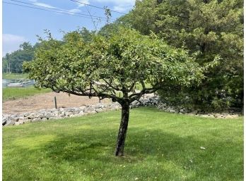 Medium Prunus Tree - 5/5
