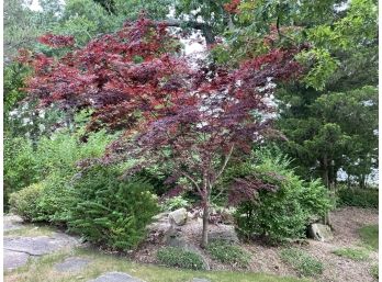 A Large Japanese Maple Tree