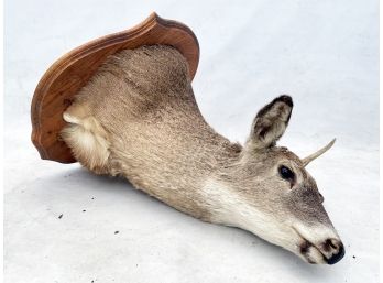 A Taxidermy Deer On Mount