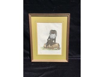 Lion-tailed Macaque Simia Silenus Framed Print