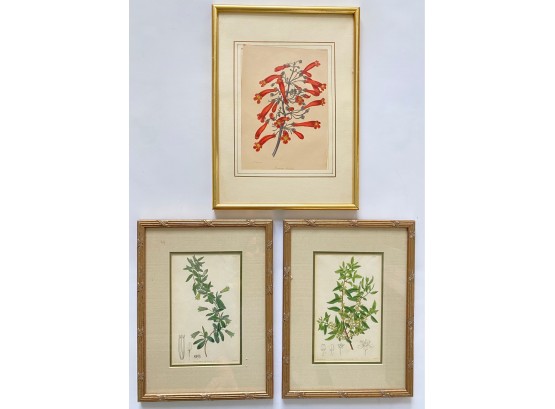 Three Vintage Hand Colored Botanical Engravings Signed 'L. Walts'
