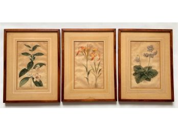 Three Antique William Curtis St. George Hand Colored Botanical Engravings, 1794