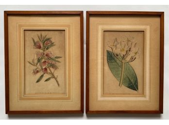 Two Antique William Curtis St. George Hand Colored Botanical Engravings, 1794