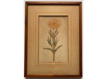 Antique William Curtis St. George Hand Colored Botanical Engraving, 1794