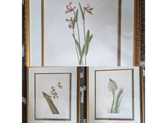 3 Botanical Prints Expertly Framed And Double Matted: Beargrass, Rosebud Orchid & Spotted Cyrtopodium