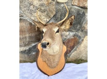 Taxidermied 4 Point Buck Whitetail Deer On Mount