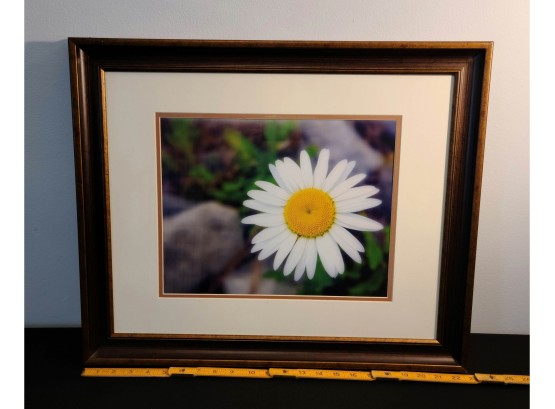 Professionally Framed Photo Of A Daisy