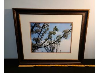 Professionally Framed Photo Of Flowering Tree Branch
