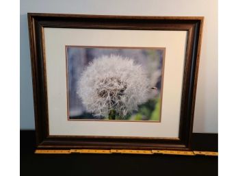 Professionally Framed Dandelion Photo