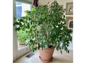 Amazing LIVE Ficus Tree Approx. 7 Foot Tall 2 Of 2 Approx. 30 Years Old