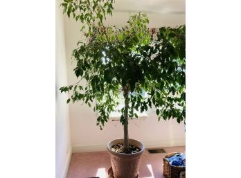 Beautiful LIVE 7 Foot Ficus Tree 1 Of 2 Approx. 30 Years Old