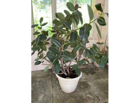 Six Foot Rubber Tree Plant In Plastic Planter