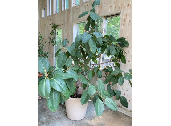 Seven Foot Giant Rubber Tree Plant