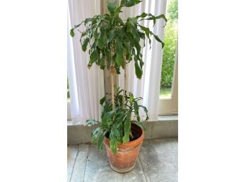 Cornstalk Dracena Tree In Terracotta Planter Pot