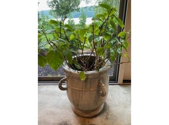 Plant In Heavy Ceramic Pot With Handles