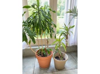 Two Cornstalk Dracena Plants, One In Terracotta, One In Plastic Planter