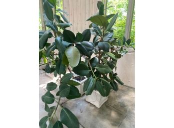 Two Large Rubber Tree Plant In Plastic Planters