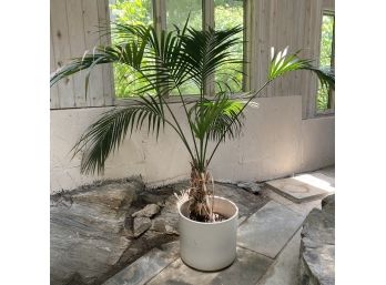 Palm Tree In Ceramic Planter Pot