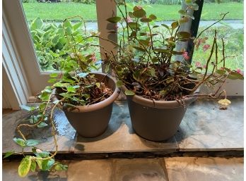 Two Wax Begonia Plants In Plastic Planter Pots