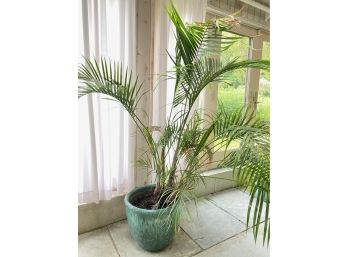 Date Palm Plant In Ceramic Planter Pot