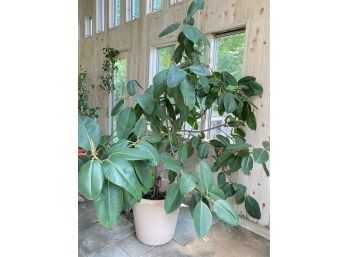 Seven Foot Giant Rubber Tree Plant