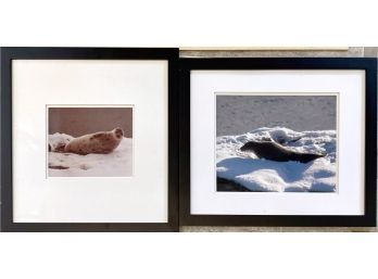 Pair Of Seal / Sea Lion Photographs