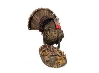 Taxidermy Turkey Mount