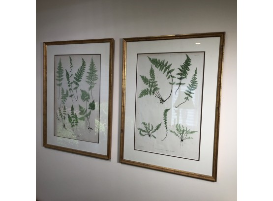 Two Fabulous Large Vintage Botanical Prints - Printed By Bradbury & Evans London - Beautiful Gilt Frames
