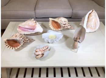 FANTASTIC Collection Of GORGEOUS Authentic Sea Shells - Thirteen (13) Pieces Total Some With Stands - WOW !