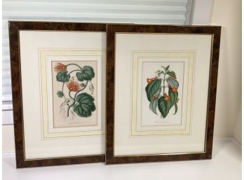 Very Pretty Pair Of Decorative Botanical / Floral Prints In Beautiful Burl Walnut Frames - Two For One Bid