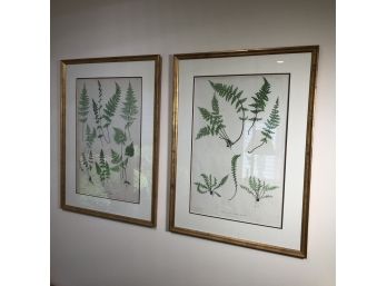 Two Fabulous Large Vintage Botanical Prints - Printed By Bradbury & Evans London - Beautiful Gilt Frames