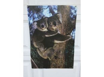 Vintage Poster For Framing. Koala Bears. Springbok 1973. Measures 20' X 28'. In Excellent Condition.