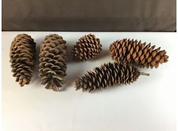 Cool Pine Cone Lot