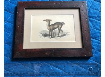 Framed And Matted Antique Llama Print