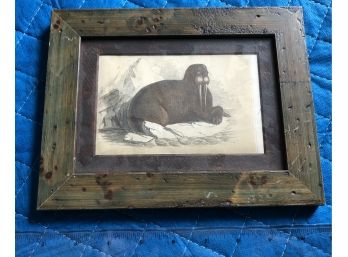 Antique Walrus Print Beautifully Matted & Framed
