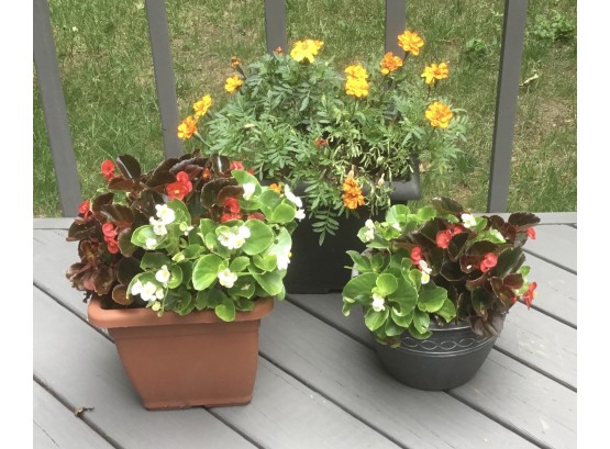 Trio Of Plants & Flowers