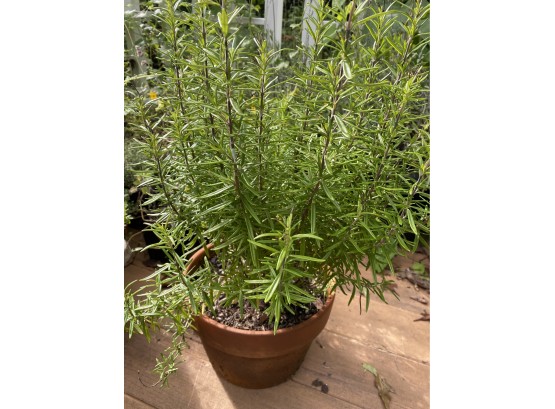 Two Potted Rosemary Plants