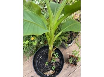 A Banana Plant!