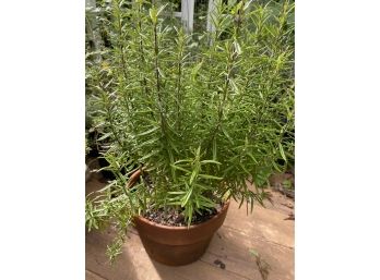 Two Potted Rosemary Plants