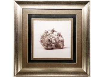 Decorative Seashell - 2 - Beautiful Framing - Linen Custom Matting