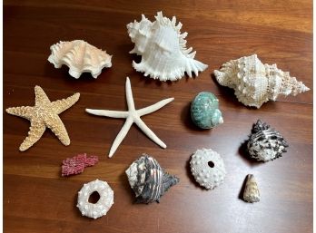 Natural Shell Group Including Conch Shells & Sea Stars